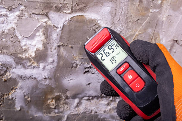 Office Mold Removal Services in Stone Park, IL