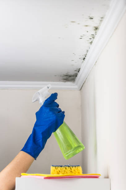 Best Local Mold Removal Service  in Stone Park, IL